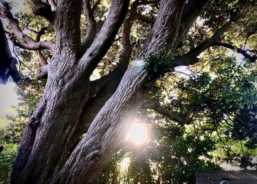 縁樹庵のご神木。
直径２m強の椎木。
ご近所では、昔からトトロの木と呼ばれています。 - 鎌倉古民家スタジオ 縁樹庵 和風ハウススタジオ貸レンタルスペースイベントミーティングの室内の写真