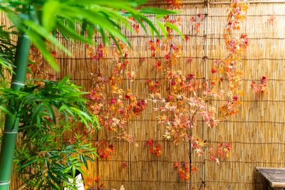 庭園部分に新たに紅葉ブースを設置しました。 - 白金台　Sereno邸 Sereno邸 photo&movie白金の室内の写真