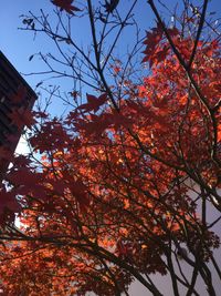 DanceGardenの庭の紅葉は驚くほど美しい！散れば紅葉の絨毯です。 - レンタルスペースDanceGarden モリスのDanceGarden❣ノースライトで癒しの時を❣のその他の写真