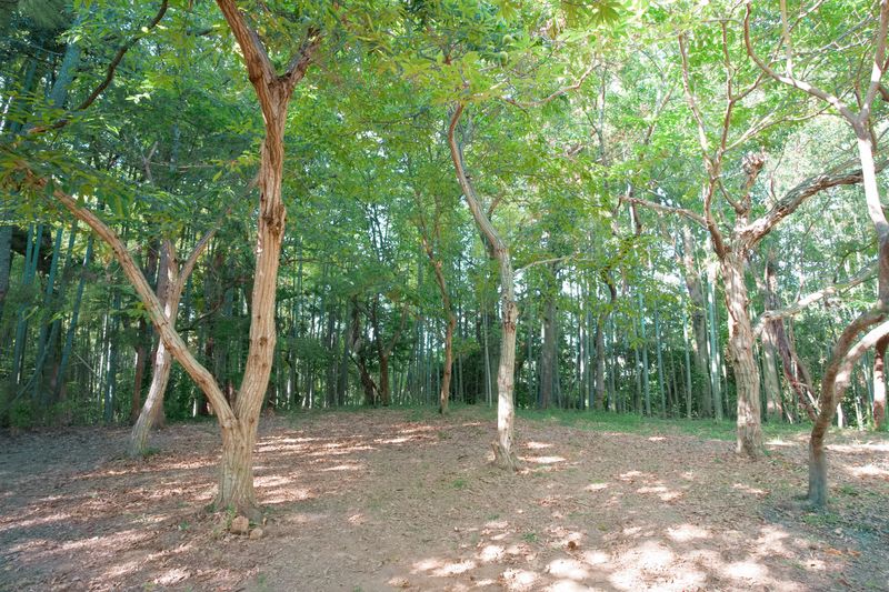 森の中の貸し切りイベントスペース - 7世代CAMP