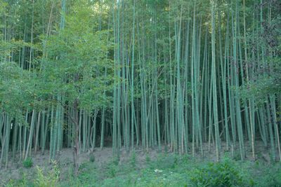 7世代CAMP 森の中の貸し切りイベントスペースの室内の写真