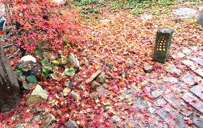 11月下旬から12月初旬にかけて、美しい落ち葉の絨毯ができます。 - レンタルスペースDanceGarden モリスのDanceGarden❣ノースライトで癒しの時を❣の室内の写真