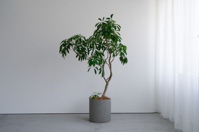 Blend Living 【Blend Living】シンプルなデザインの自然光スタジオの設備の写真