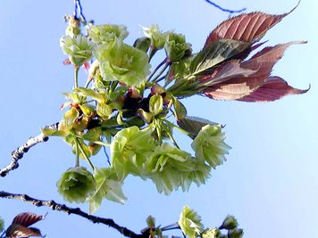 東横INN京都四条大宮 シングルのその他の写真