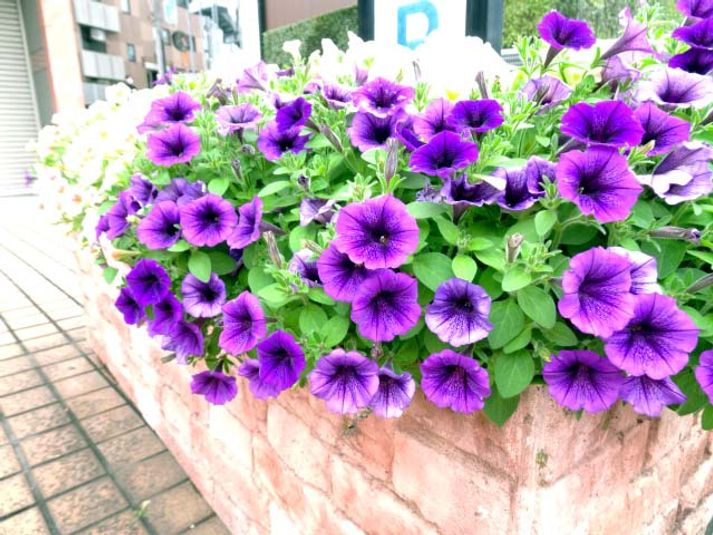 エコノミーダブル - 東横INN品川駅高輪口