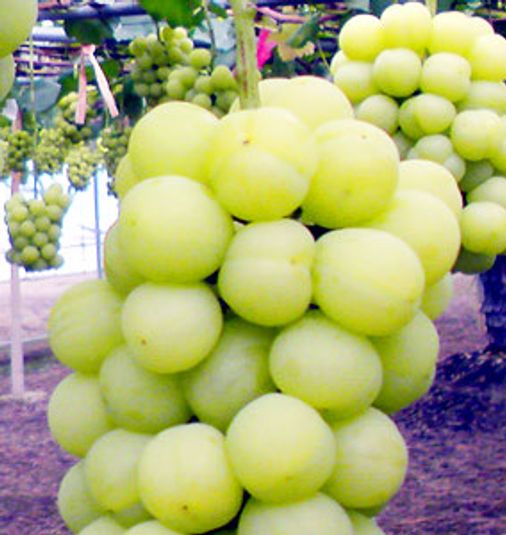 エコノミーダブル - 東横INN倉敷駅南口