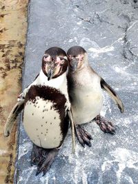 東横INN旭川駅前一条通 シングルのその他の写真