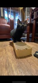 爪とぎで遊ぶネーロ - 黒猫OFFICE 保護猫HOUSE ～黒猫Cafe～の室内の写真