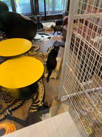 会社と共に成長してきた社猫たち - 黒猫OFFICE 保護猫HOUSE ～黒猫Cafe～の室内の写真