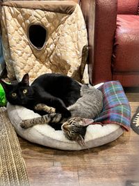 仲良しネーロ（黒猫）とテト（キジトラ） - 黒猫OFFICE 保護猫HOUSE ～黒猫Cafe～の室内の写真
