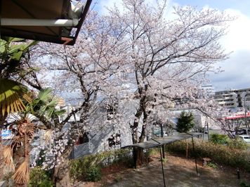 桜の大木が4本あり、開花時には室内からもお花見ができます。
2階広縁からの眺め。 - 枳殻館(きこくかん) 一軒家マルチレンタルスペース「枳殻館(きこくかん)」の外観の写真