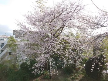 桜の大木が4本あり、開花時には室内からもお花見ができます。
2階洋室②からの眺め。 - 枳殻館(きこくかん) 一軒家マルチレンタルスペース「枳殻館(きこくかん)」の外観の写真