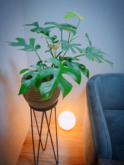 カフェ風のインテリアよもぎ蒸しサロンを貸します！ - Han