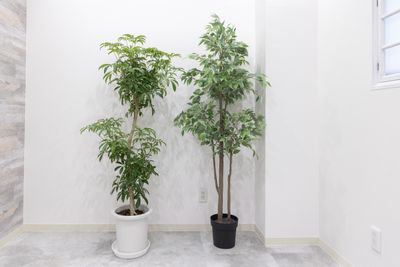 【無料貸出】撮影のアイテムとして観葉植物×２あります - photo space HISAYA / スタジオhiyori 和室/白壁/メイクスペース/トイレもある撮影レンタルスペースの設備の写真