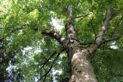 樹齢不明の欅の大木をはじめ、豊かな山林もある。 - 下邑家住宅のその他の写真