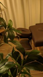 癒しのプランツ - Rental Salon ORANGEの室内の写真