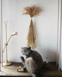 living studio - アトリエ阿佐ヶ谷 アトリエ阿佐ヶ谷"Atelier Asagaya" 撮影スタジオの室内の写真