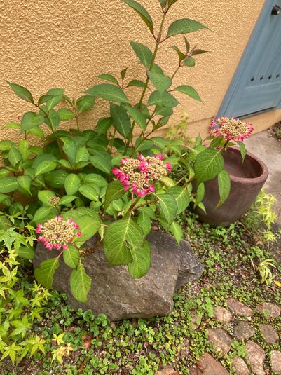 モリスのDanceGarden❣ノースライトで癒しの時を❣ - レンタルスペースDanceGarden