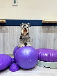 バランスボールで筋活 - メイホウペッツスタジオ、ペット同伴可能レンタルスペース メイホウペッツスタジオの室内の写真