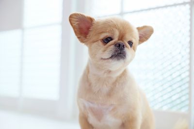 ペット撮影にもご利用いただけます。 - Wonder Hutte｜家族やグループで使いやすい撮影スタジオ 📸清潔で明るくどなたにも安心して使っていただける撮影空間ですの室内の写真