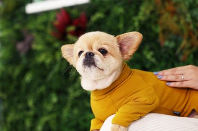 グリーンウォールでの撮影サンプル。
ペット撮影にもご利用いただけます。 - Wonder Hutte｜家族やグループで使いやすい撮影スタジオ 📸清潔で明るくどなたにも安心して使っていただける撮影空間ですの室内の写真