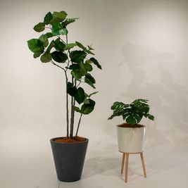 観葉植物 - G-studio 【スタジオ メンテナンス中】白ホリゾント スタジオの設備の写真