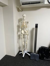 骨格模型 - CALANT白山 レンタルジム・治療スペースの設備の写真