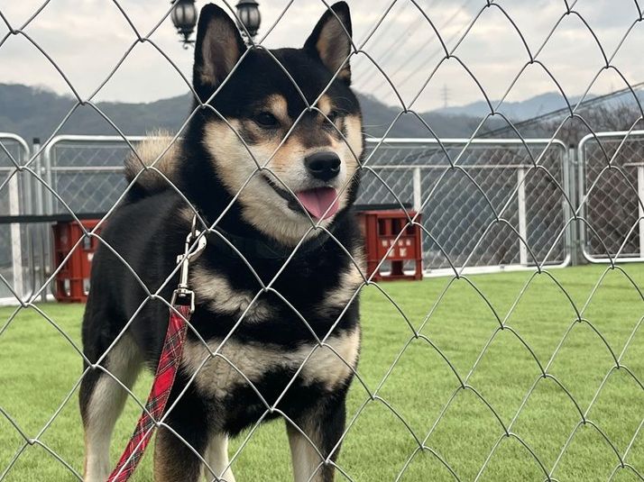 ドッグラン付きレンタルスペース - ギャラリーカフェ 風の時計 