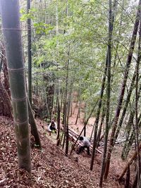 裏庭の竹林は降りて撮影など、もちろんご利用いただけます。 - 鎌倉古民家スタジオ 縁樹庵 竹林・庭つき古民家撮影ハウススタジオのその他の写真