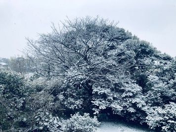 冬に雪が降ると、一面が白く幻想的になります。 - 鎌倉古民家スタジオ 縁樹庵 竹林・庭つき古民家撮影ハウススタジオのその他の写真