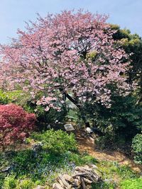 4月は八重桜が満開になります。 - 鎌倉古民家スタジオ 縁樹庵 竹林・庭つき古民家撮影ハウススタジオのその他の写真