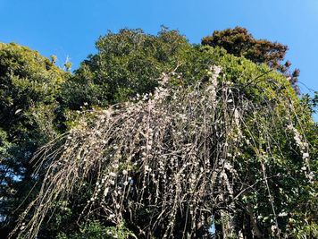 春に咲く枝垂れ梅です。 - 鎌倉古民家スタジオ 縁樹庵 竹林・庭つき古民家撮影ハウススタジオのその他の写真
