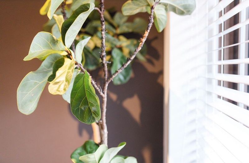 北欧家具と観葉植物を揃えた完全個室で落ち着いた空間。 - 骨美整salon