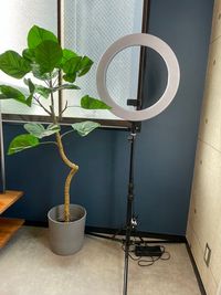 撮影に便利なライトと観葉植物もご用意しています。 - SPICA大阪 SPICA大阪/1名〜8名様専用の室内の写真