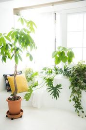植物 - アルルフォトスタジオの室内の写真