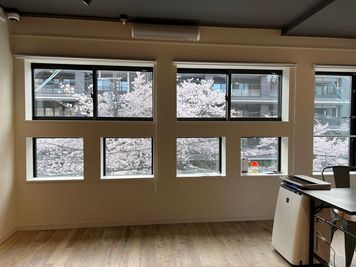 桜シーズンの借景です。 - 木屋町のはりビル room nanoの室内の写真