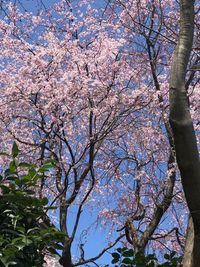 Reforestには、桜の木が5本あります。 - レンタルスペースReforest 多目的スペースの外観の写真