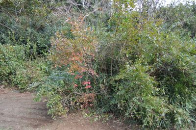 ブルーベリーの株 - 里山小屋 （クラインガルテン）の設備の写真