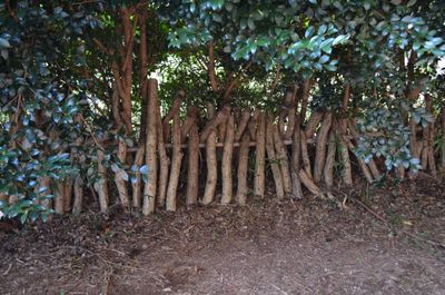シイタケの栽培 - 里山小屋 （クラインガルテン）の設備の写真
