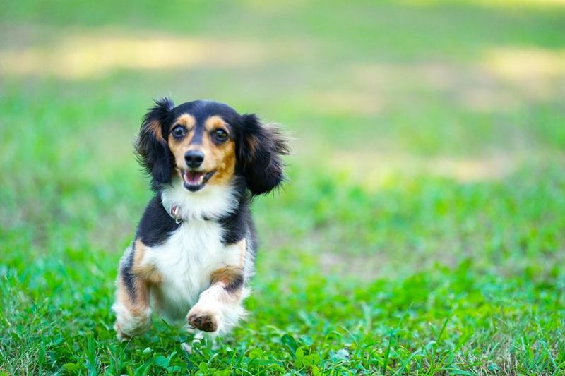 1棟貸切ドッグコテージでお友達とわんちゃんとの過ごす休暇に！ - イノセンスリゾート～in千葉レゾール～