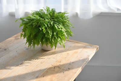 撮影小物として植物を多数ご用意しています。 - STUDIO 6Aの室内の写真