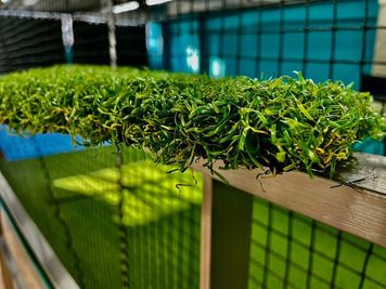 天然芝のようにクッション性が高い人工芝。 - パムズ・スポーツスタジオ 【2名以上定額】屋内スポーツ施設・調布駅・西調布駅の室内の写真