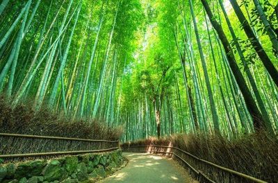Bamboo-forest bamboo-forestの室内の写真
