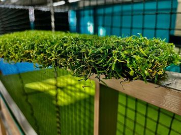 天然芝のようにクッション性が高い人工芝。 - パムズ・スポーツスタジオ 【人工芝の室内練習場で撮影】調布駅・西調布駅の室内の写真