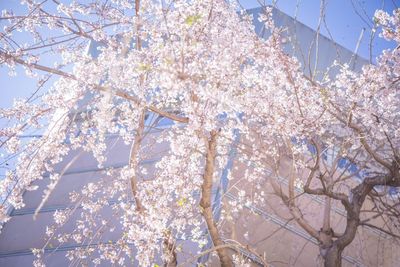 毎年３月中旬はエントランステラスの枝垂れ桜が美しい季節です - +８Gallery & Studio プラスエイトギャラリー＆スタジオの外観の写真