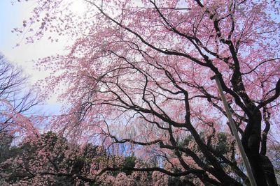 新宿御苑（徒歩５分）内の桜です - COZY 新宿御苑 COZY新宿御苑 SPACE 2／駅徒歩１分の多目的スペースの室内の写真