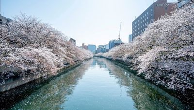 徒歩3分でお花見スポット
深川桜　牡丹町 - ちょっとした門前仲町のレンタルスタジオ＆会議室 ２F会議室のその他の写真