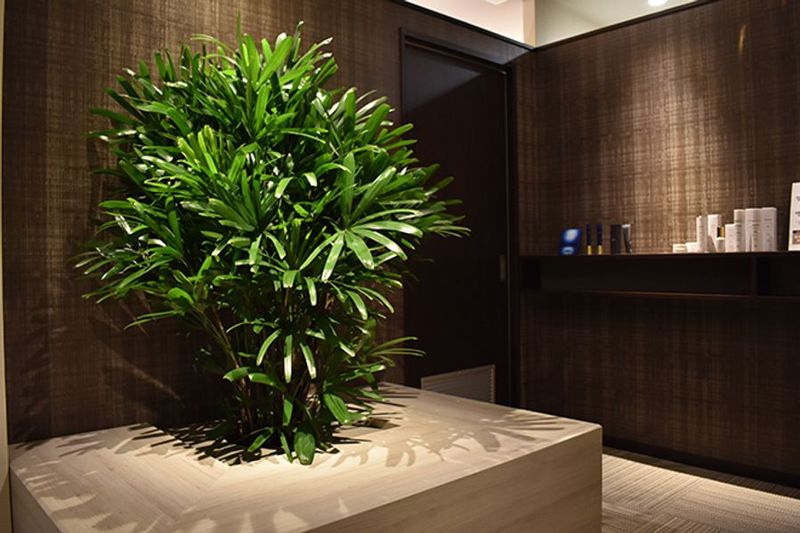 レンタルエステサロン - BeuatySalon Apricot