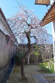 シンボルツリーの枝垂れ梅です。 - 町屋　河京富月 町屋河京富月のその他の写真