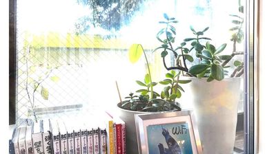 漫画やお子さんが楽しめる絵本、植物などが出窓に並んでいます - 祐天寺アトリエ 【５１名以上でご利用の方用】ペット可ゆったり25帖キッチン付の室内の写真